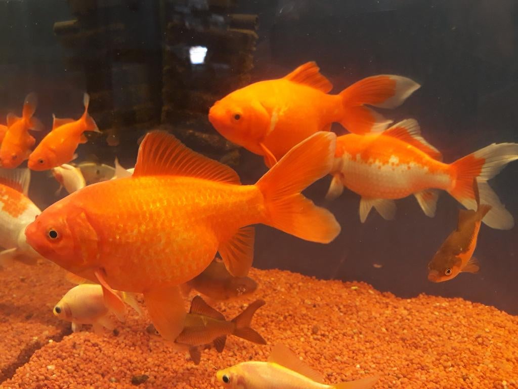 Super grote goudvissen en shubunkin's tot wel 30 cm!, Dieren en Toebehoren, Vissen | Vijvervissen, Goudvis(sen)
