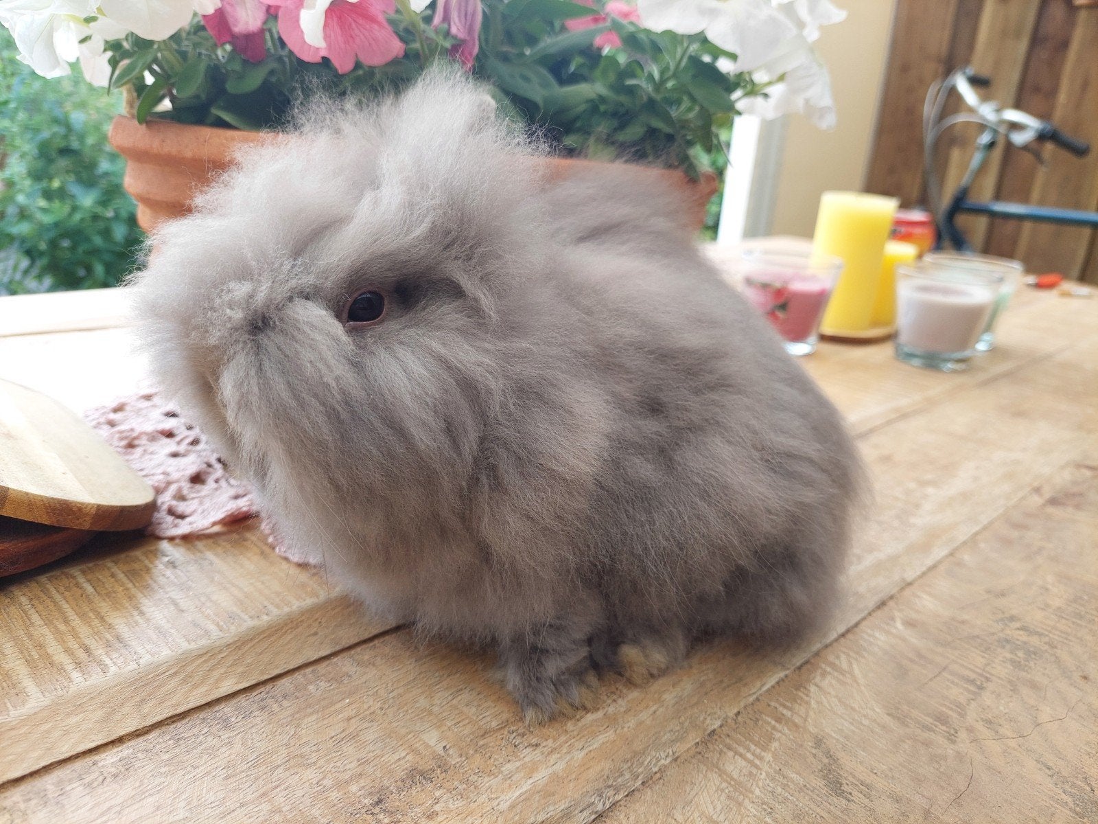 Te koop jonge teddydwerg ram, Dieren en Toebehoren, Konijnen, Mannelijk, Dwerg