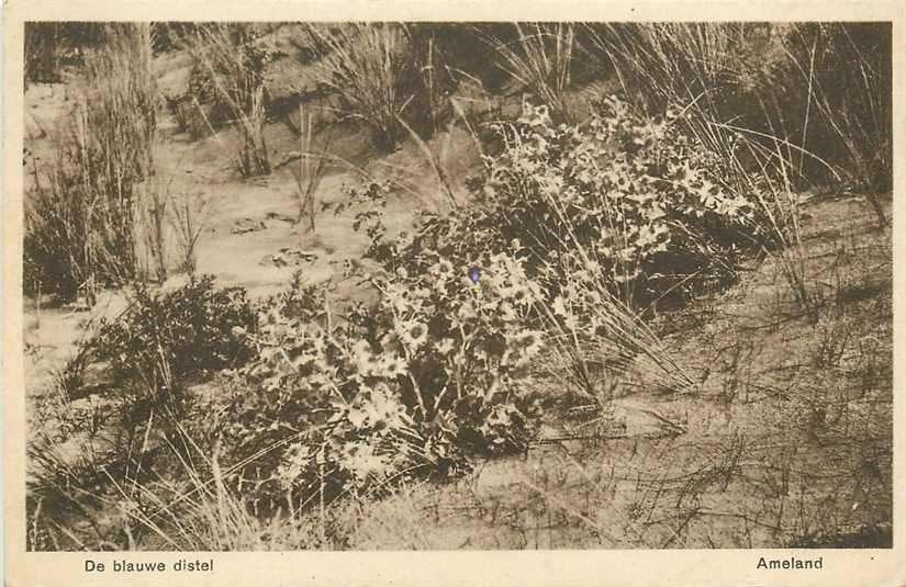 377-421-021 Ameland De Blauwe Distel, Verzenden, Voor 1920, Friesland