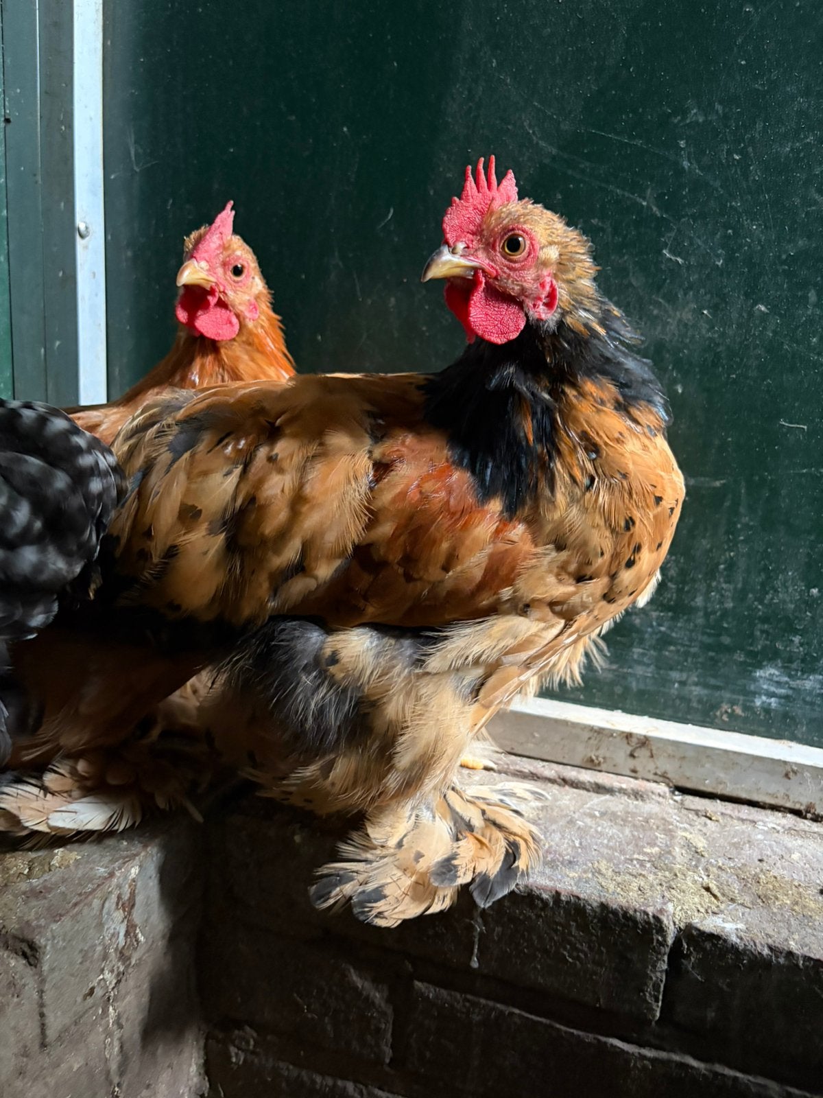 Jaimy, cochin kriel haan kuiken, Dieren en Toebehoren, Pluimvee, Kip, Mannelijk