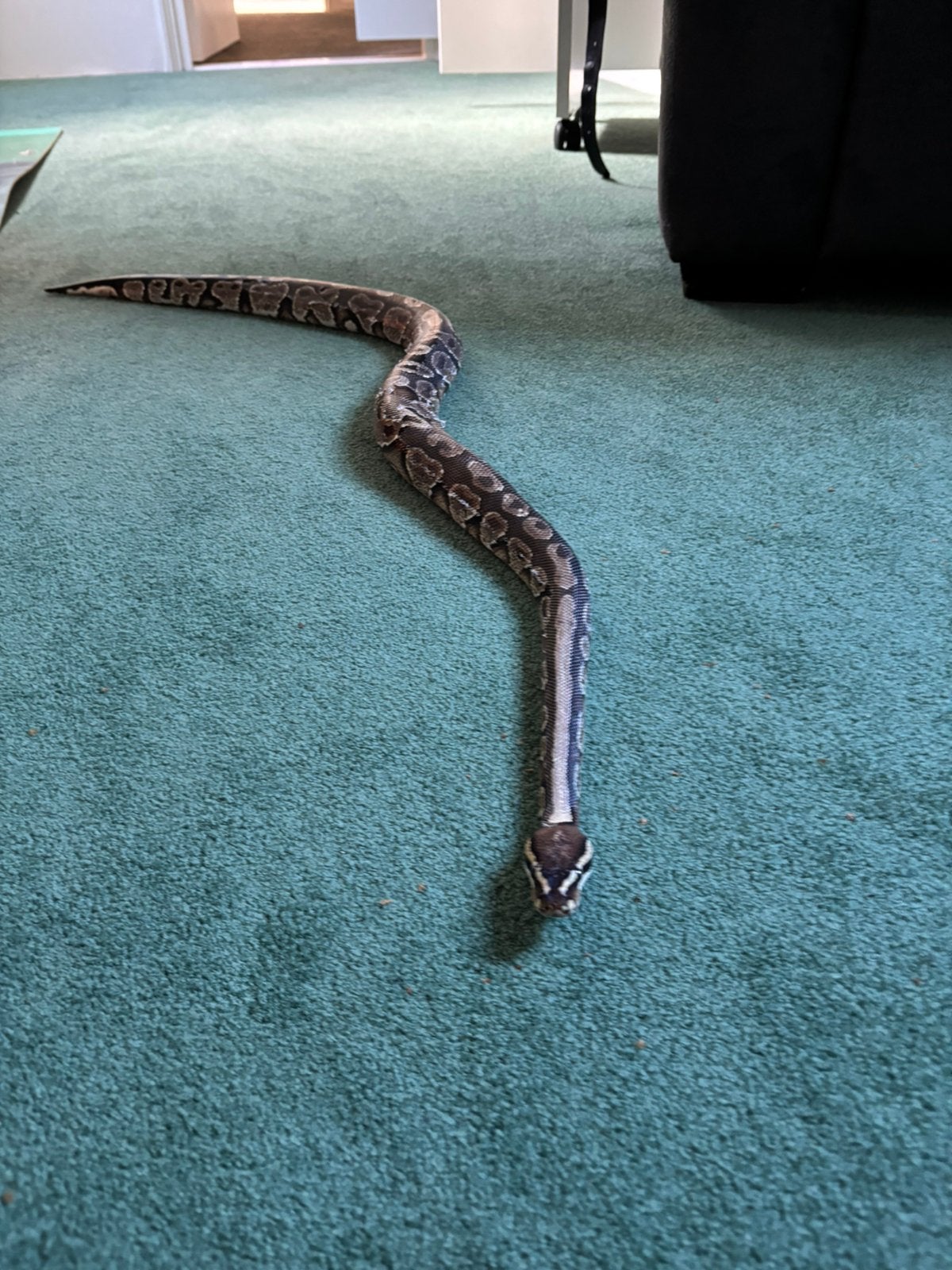 Konings python Ball Python photo 6