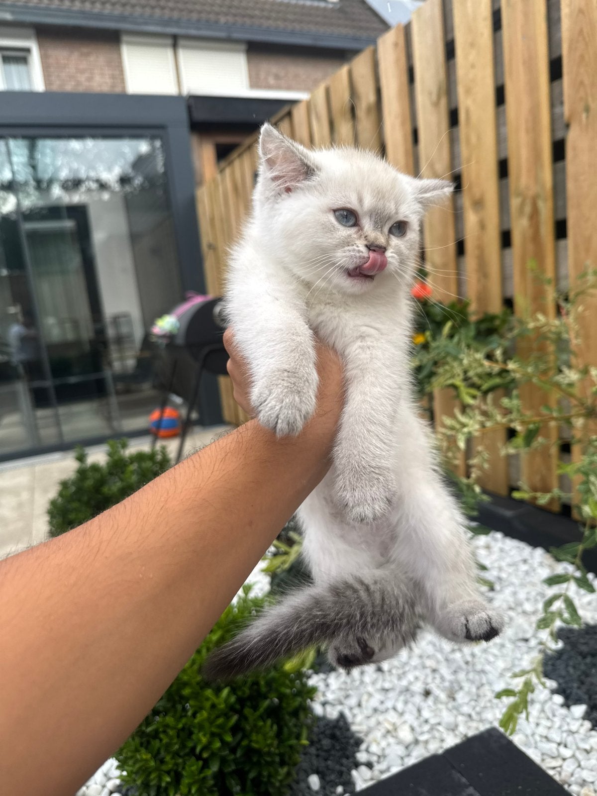 Britse Korthaar kittens, Meerdere dieren, Gechipt, 0 tot 2 jaar