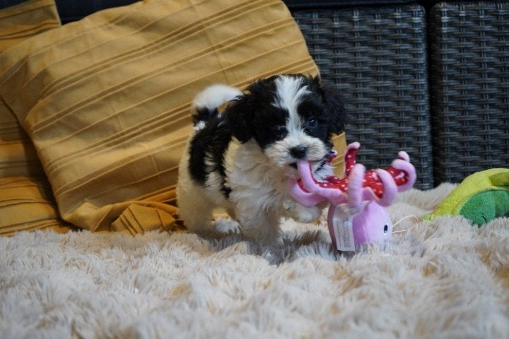 Grappige boomer pups, kruising spaniel - shih tzu., Nederland, Parvo, Overige rassen, 8 tot 15 weken