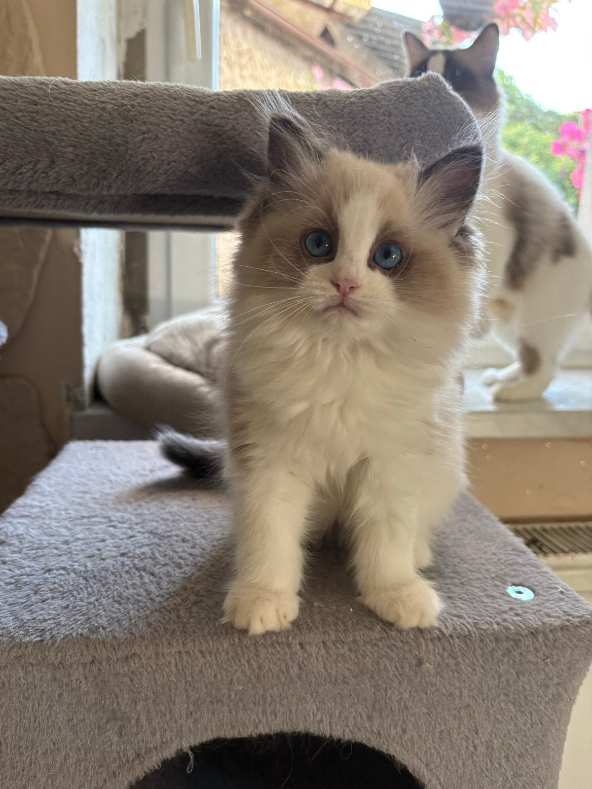 Prachtige Ragdoll fokkatten beschikbaar – Diego & Diva, Dieren en Toebehoren, Poes