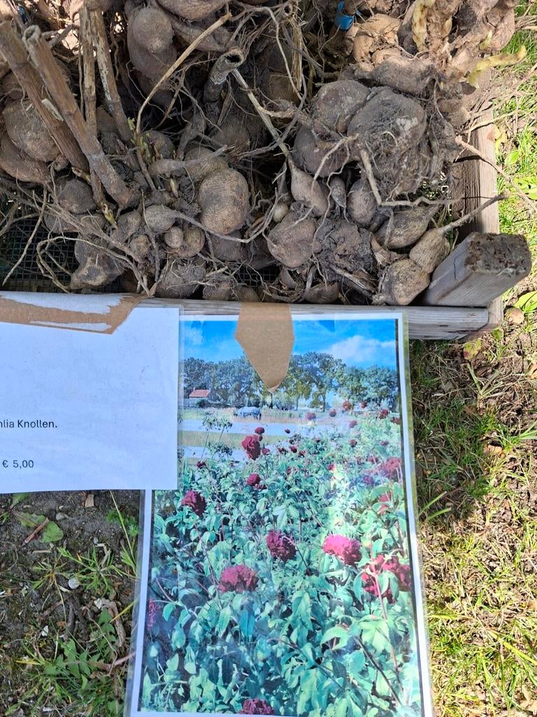 Dahlia knollen, Tuin en Terras, Planten | Tuinplanten, Ophalen