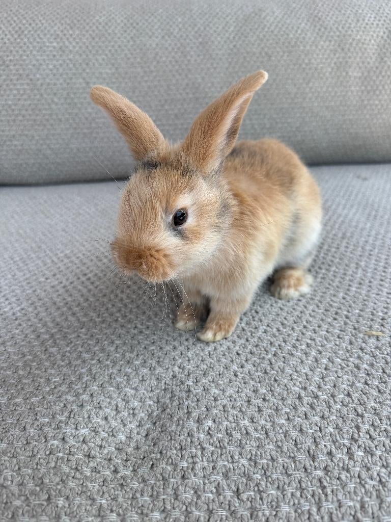 Konijntjes, Dieren en Toebehoren, Konijnen, Geslacht onbekend, Klein, 0 tot 2 jaar