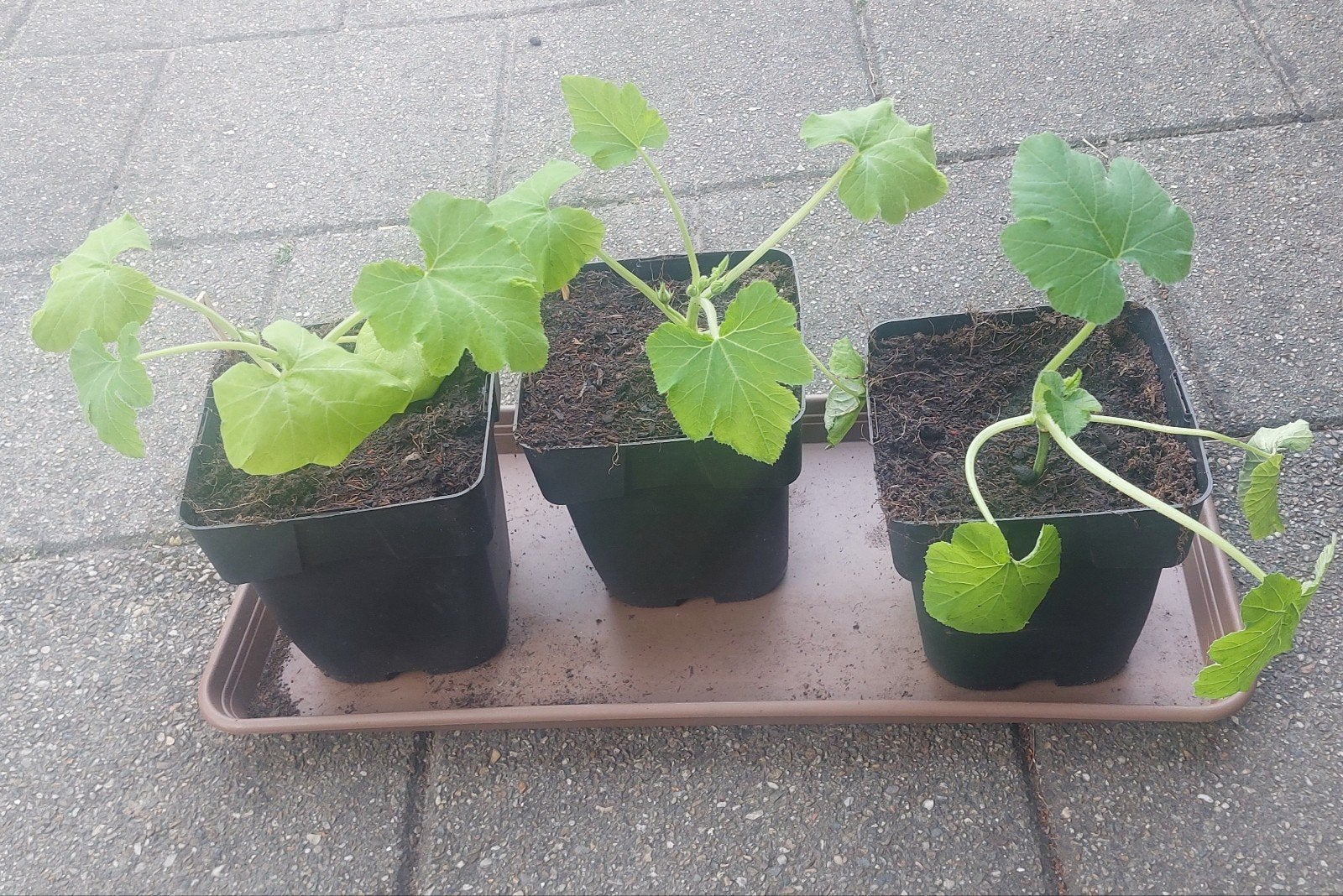Courgetteplanten, Tuin en Terras, Ophalen, Eenjarig, Groenteplanten, Volle zon