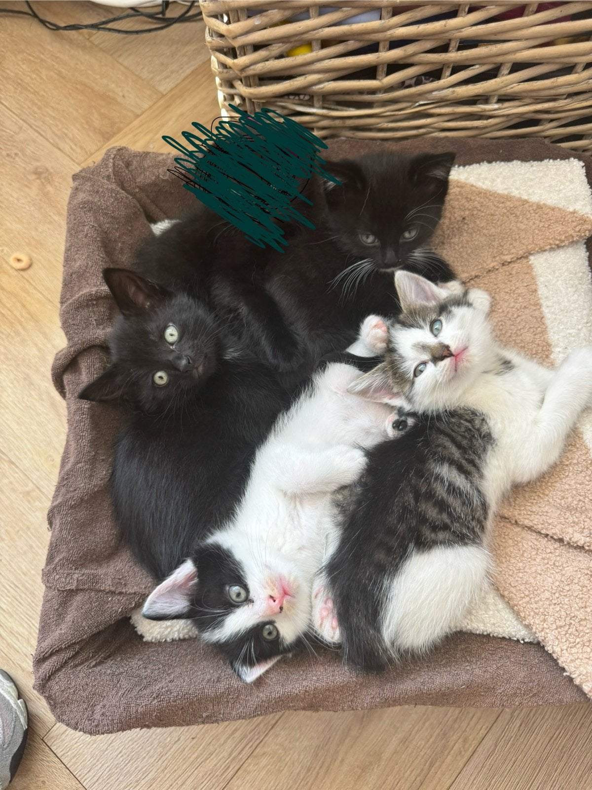 Europese korthaar kittens, Dieren en Toebehoren, Katten en Kittens | Raskatten | Korthaar, Meerdere dieren