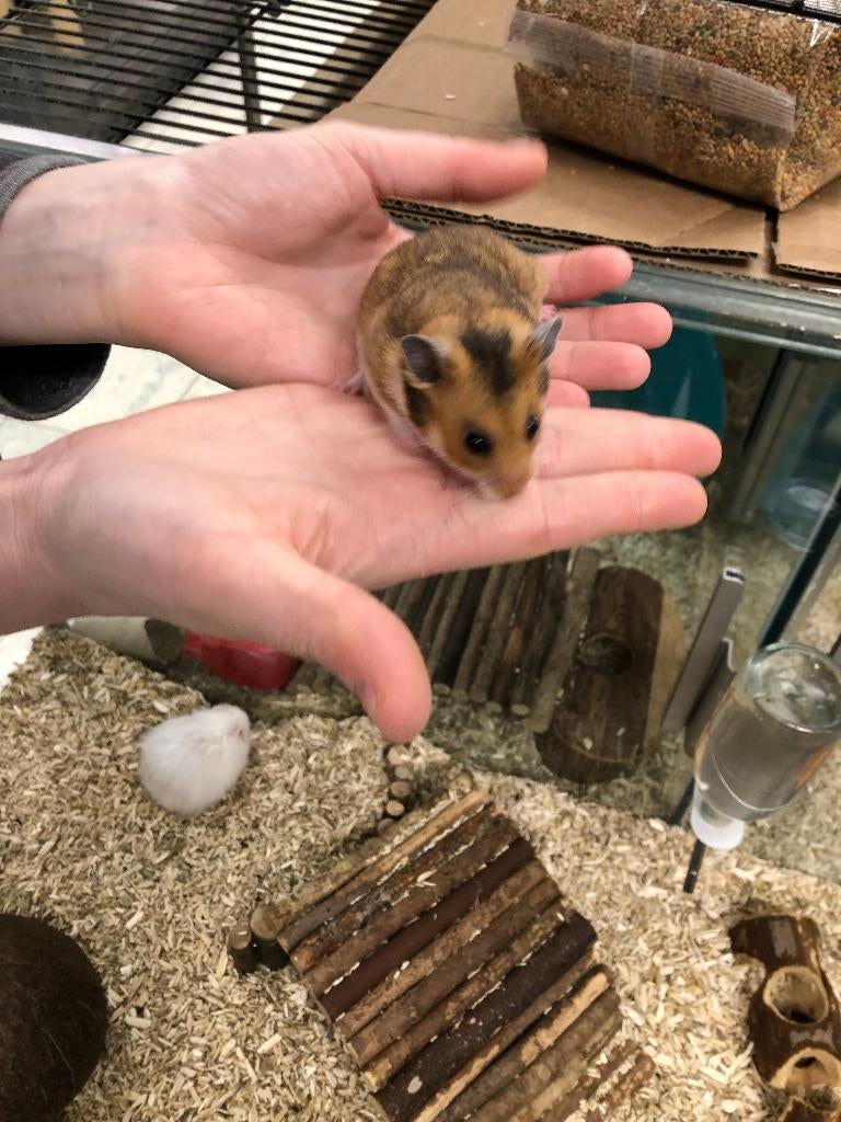 Syrische hamster / Goudhamster man (10wkn), Hamster, Februari, Mannelijk, Tam