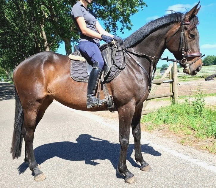 Brave stevig gebouwde 6 jr allrounder 1,65 mtr, Dieren en Toebehoren, Paarden, Merrie, 3 tot 6 jaar, 160 tot 165 cm, Recreatiepaard