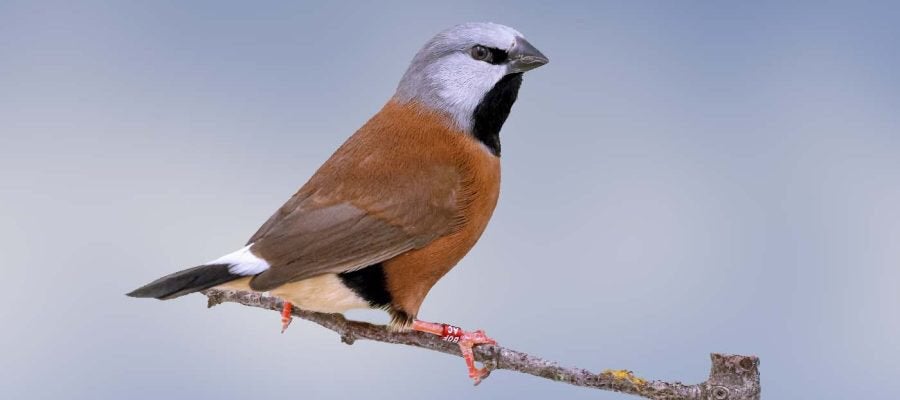 Te Koop; Koppel Gordelgrasvinken, Meerdere dieren, Geringd