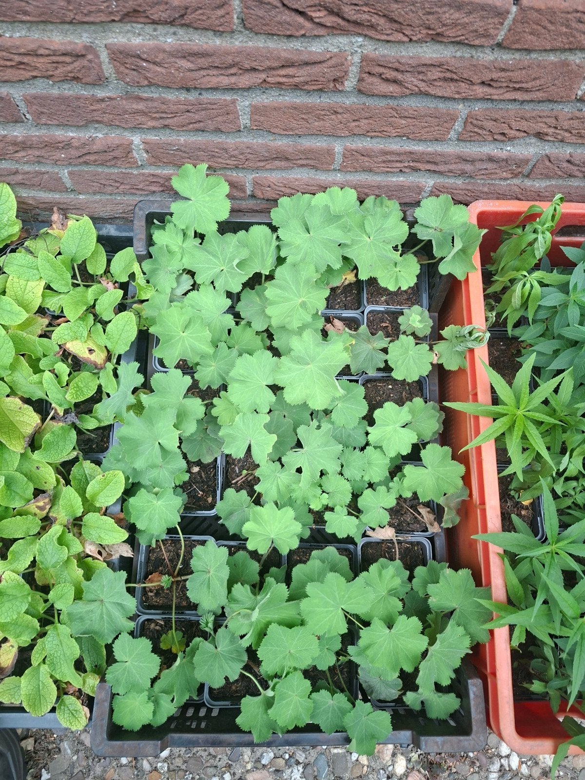 Foto 2 van 24x Alchemilla mollis, vrouwenmantel, p9 pot