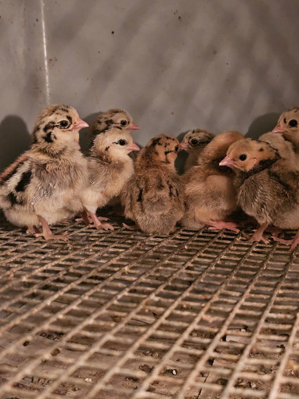 serama kuikens, Dieren en Toebehoren, Geslacht onbekend, Kip