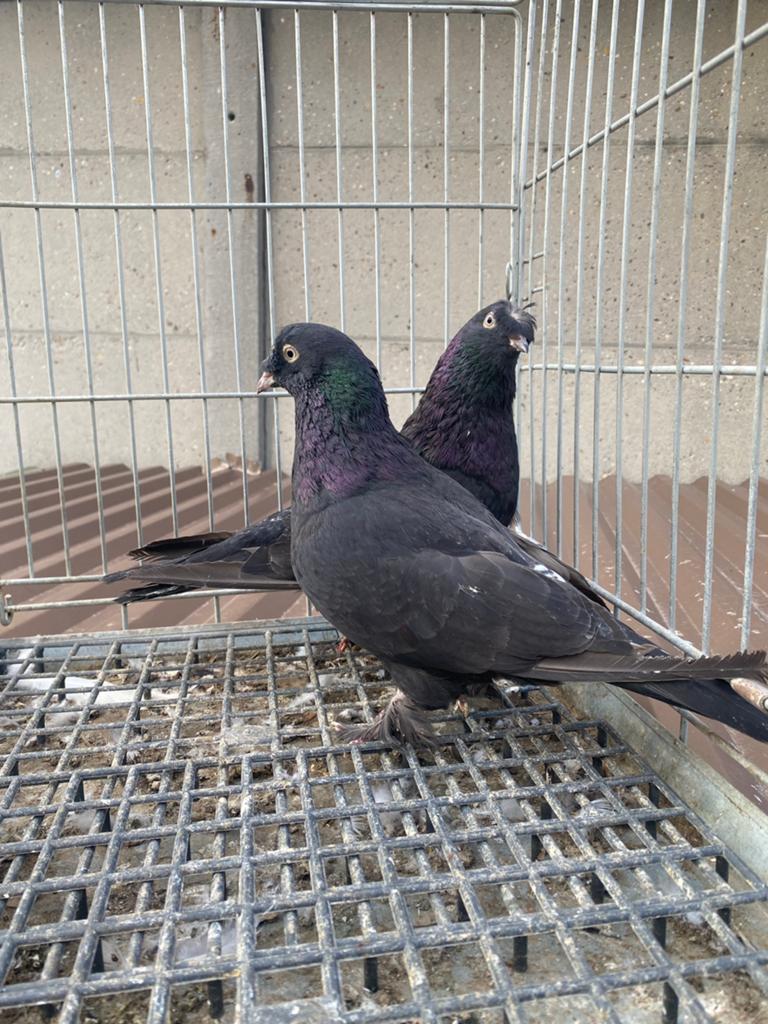 Takla arap güllü, Dieren en Toebehoren, Vogels | Duiven, Meerdere dieren, Postduif