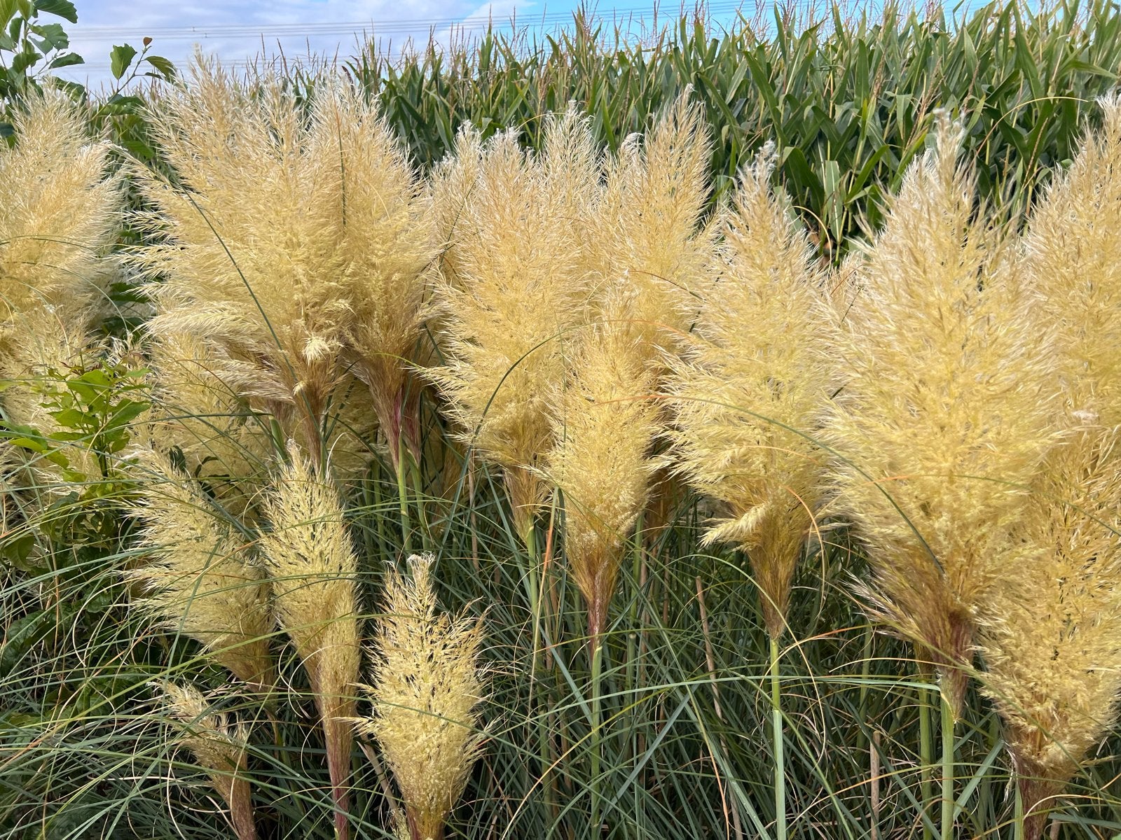 Pampas pluimen - Siergras, Tuin en Terras, Planten | Tuinplanten, Ophalen, Volle zon, Vaste plant, Siergrassen