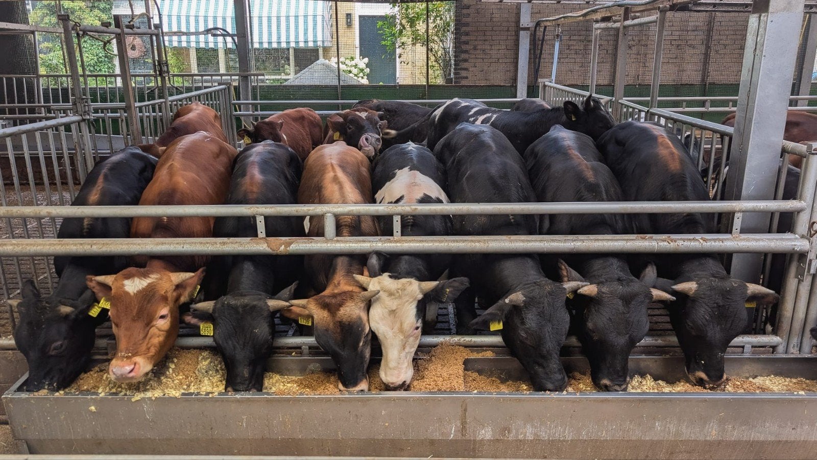 Mooie vlees stieren te koop, Dieren en Toebehoren, Runderen, Mannelijk, 0 tot 2 jaar