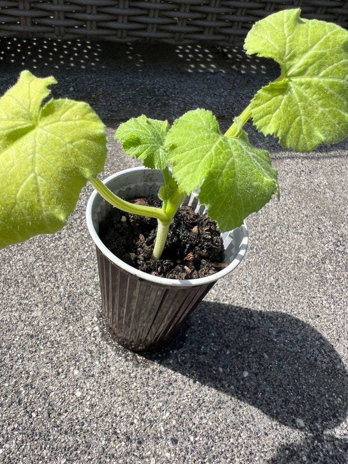 Courgette planten, Ophalen of Verzenden, Eenjarig, Groenteplanten, Volle zon