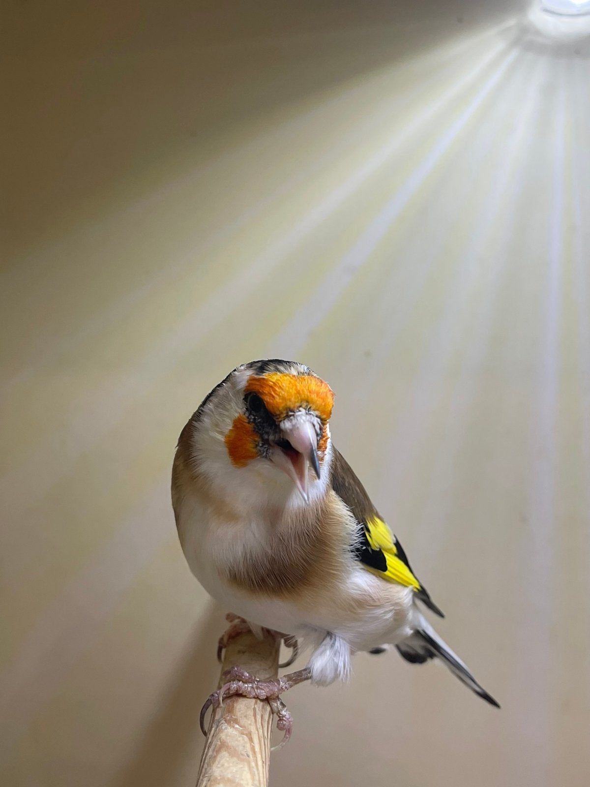 te koop mooie Majoor Putters  man witkee 26, Mannelijk, Wildzangvogel