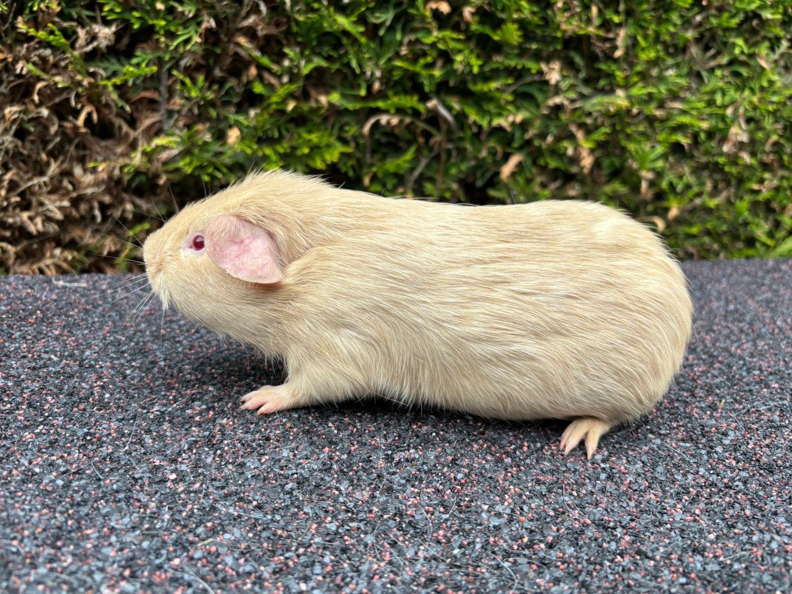 Twee cavia beren (2 maanden), Dieren en Toebehoren, April, Mannelijk, Cavia