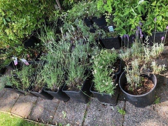 Lavendel plant. staat in een kuip om makkelijk mee te nemen., Vaste plant, Halfschaduw, Zomer, Ophalen