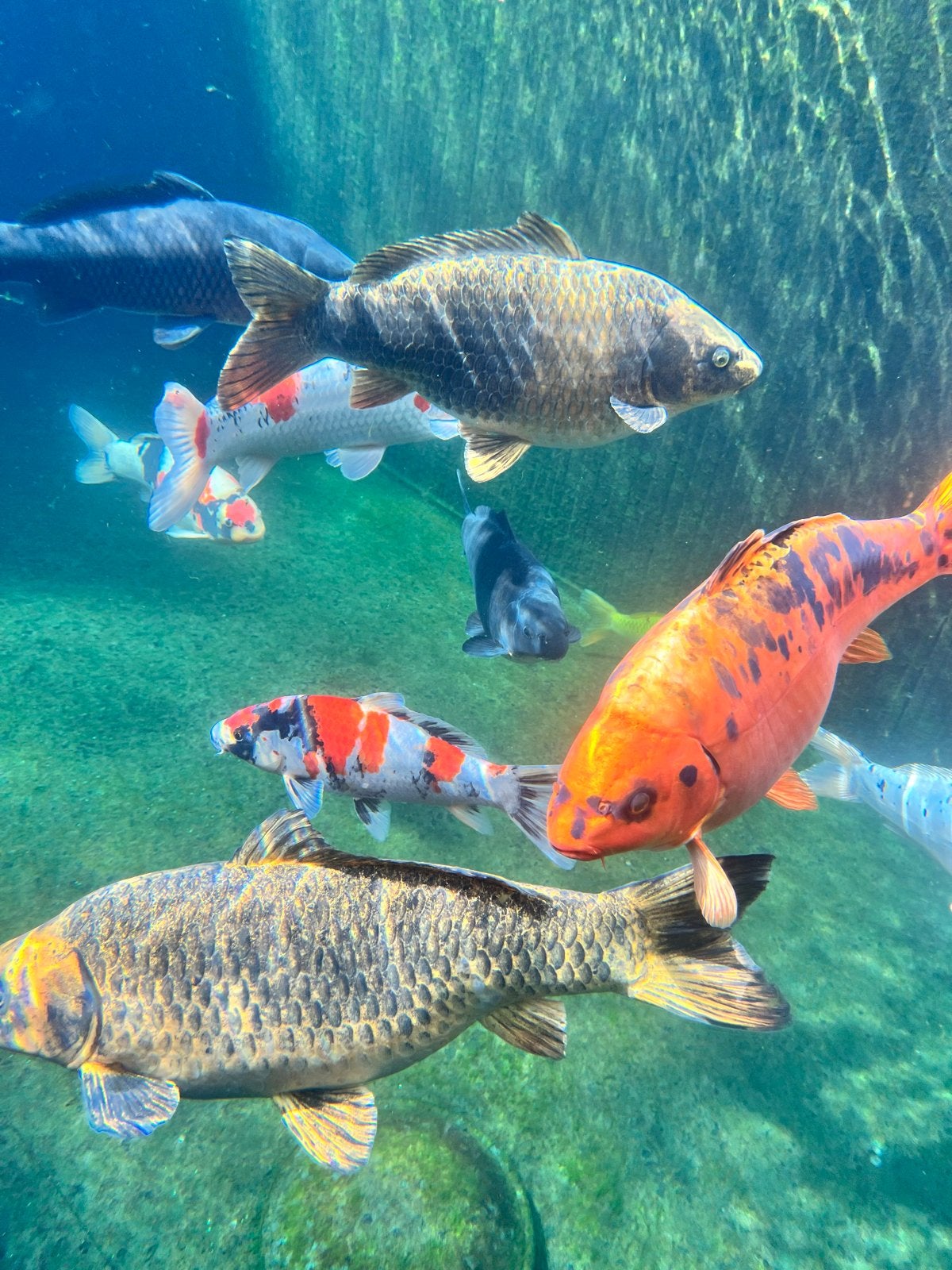 17 koi verschillende soorten en maten, Karper of Koi