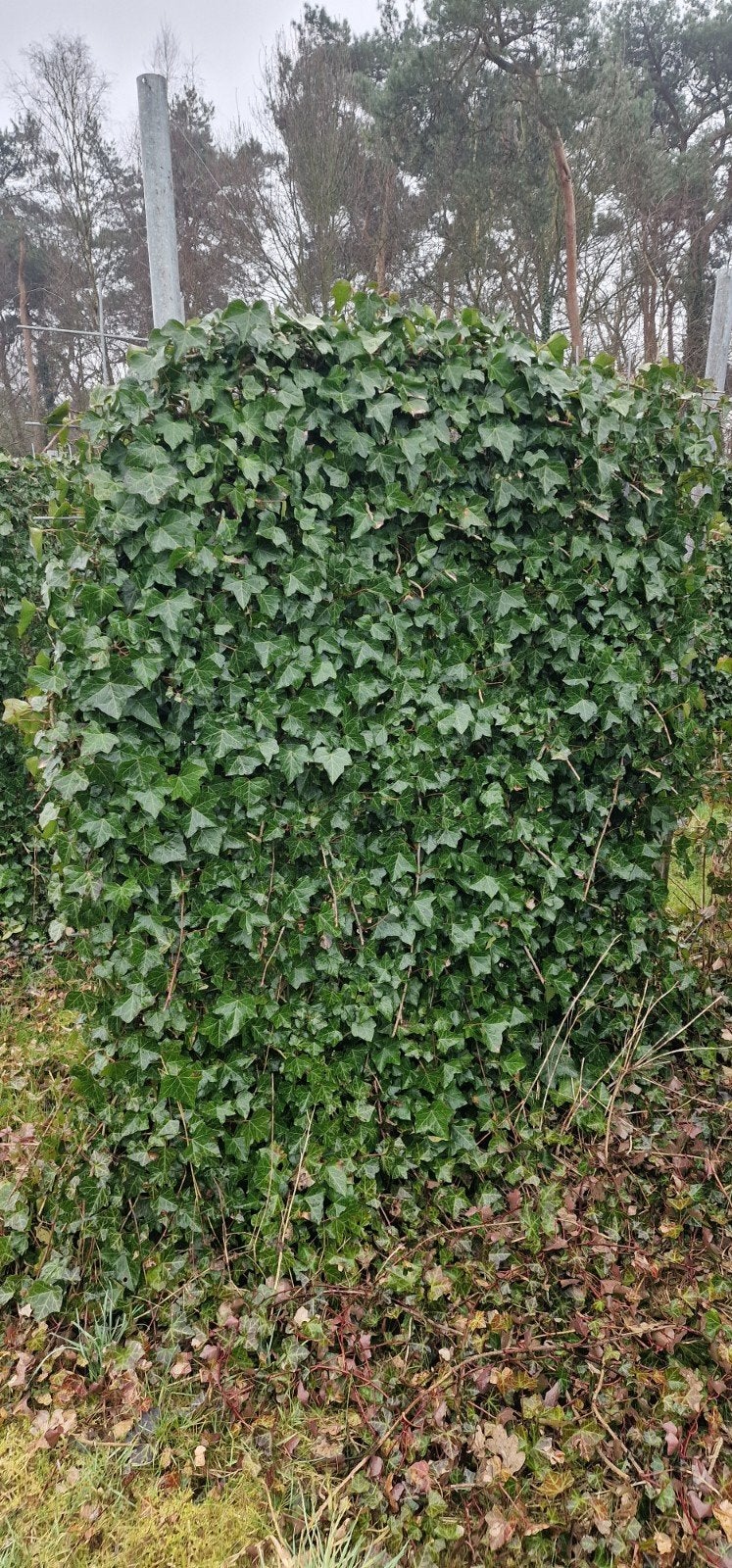 klimopschermen, Tuin en Terras, Ophalen of Verzenden, Overige soorten, Haag