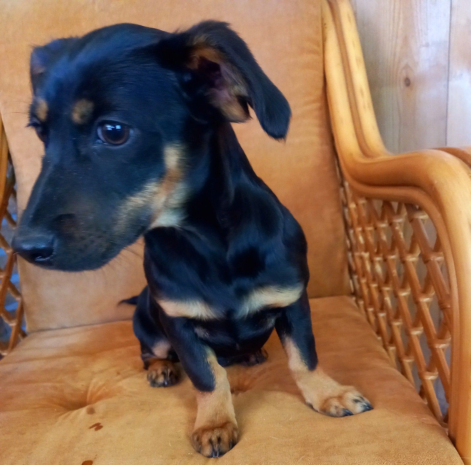 Jack Russel kruising pups, Parvo, Jack Russell Terriër, 8 tot 15 weken, Meerdere