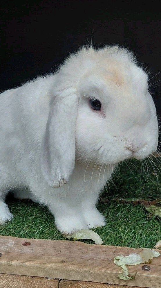 minilop nhd knuffel konijn, Dieren en Toebehoren, Mannelijk, Dwerg