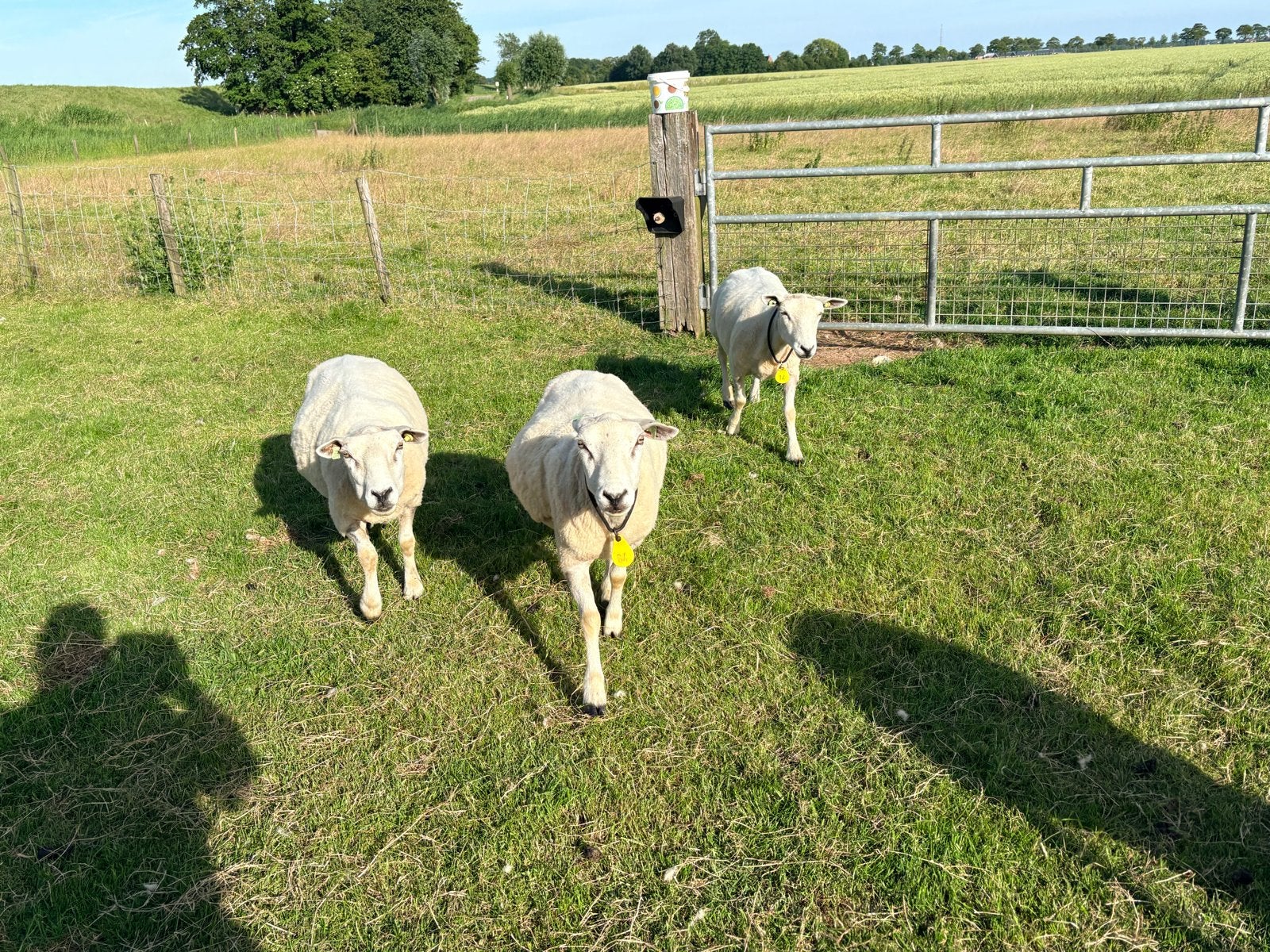 Swifter schapen, Vrouwelijk, Schaap