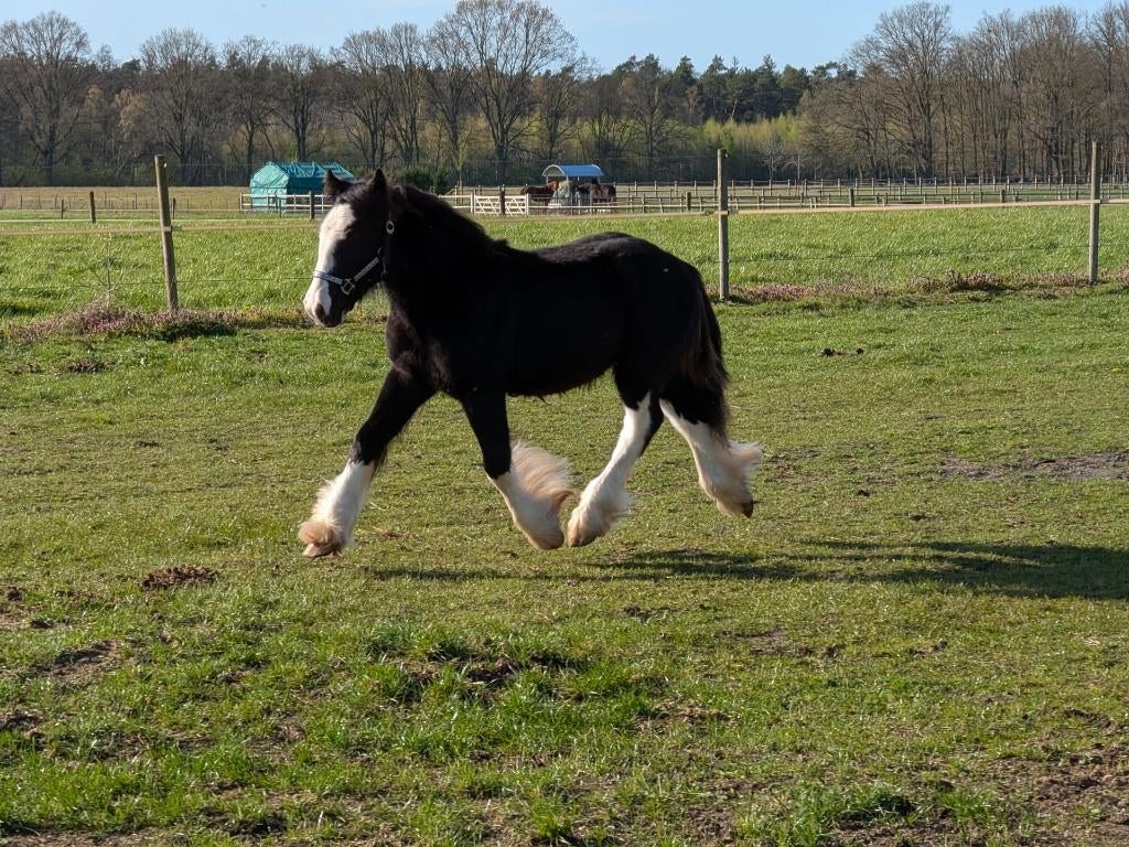 Unieke Kans zeer mooie jaarling tinker / Irish Cob te koop, Minder dan 160 cm, Met stamboom, Niet van toepassing, 0 tot 2 jaar