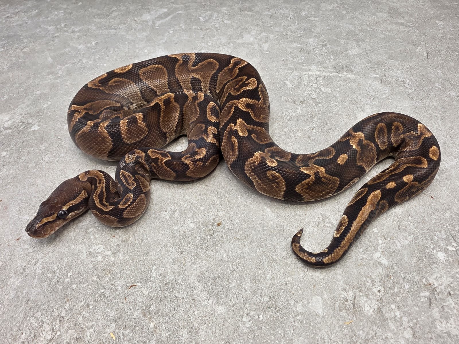 Kweek man GHI triple het DG Hypo Pied Koningspython Ball Python - male for sale from willems