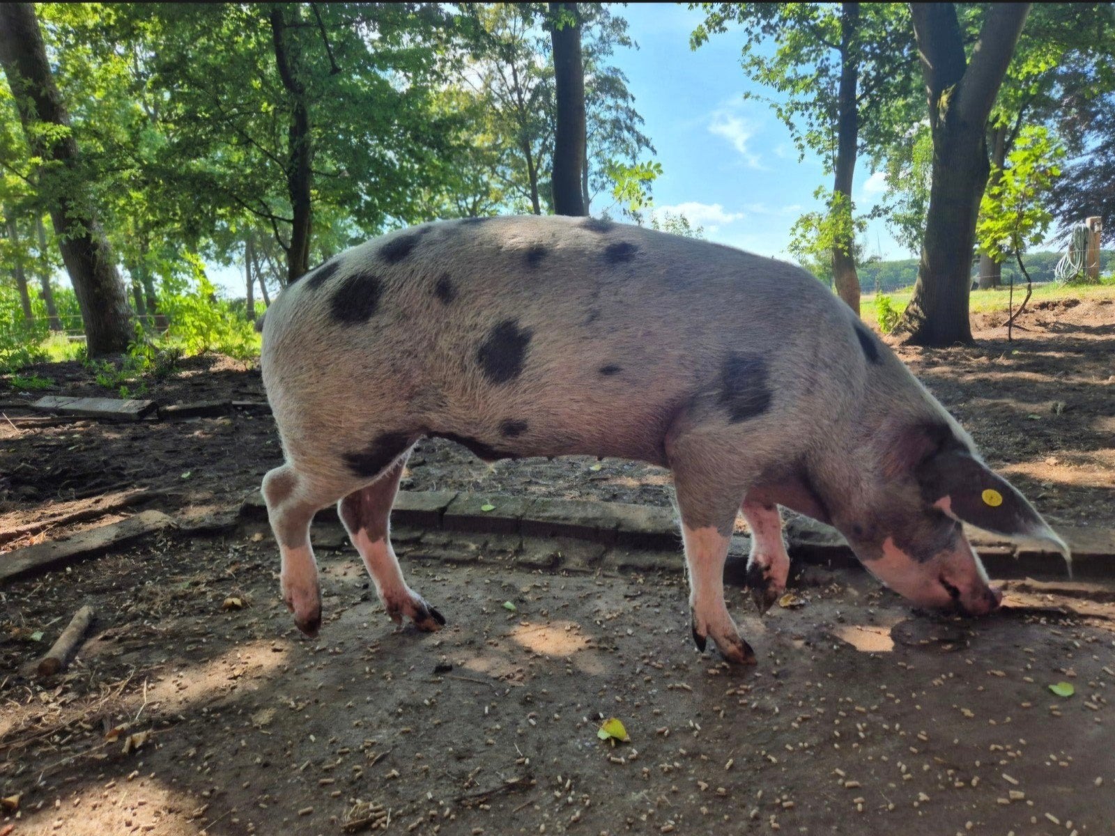 Bonte Bentheimer varkens, Mannelijk, Varken, 3 tot 5 jaar