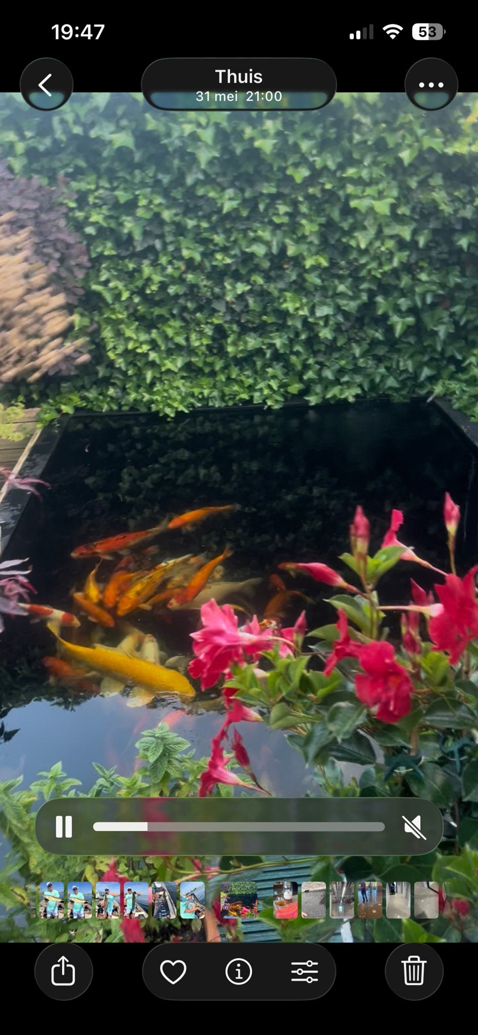 Te koop koi, Karper of Koi