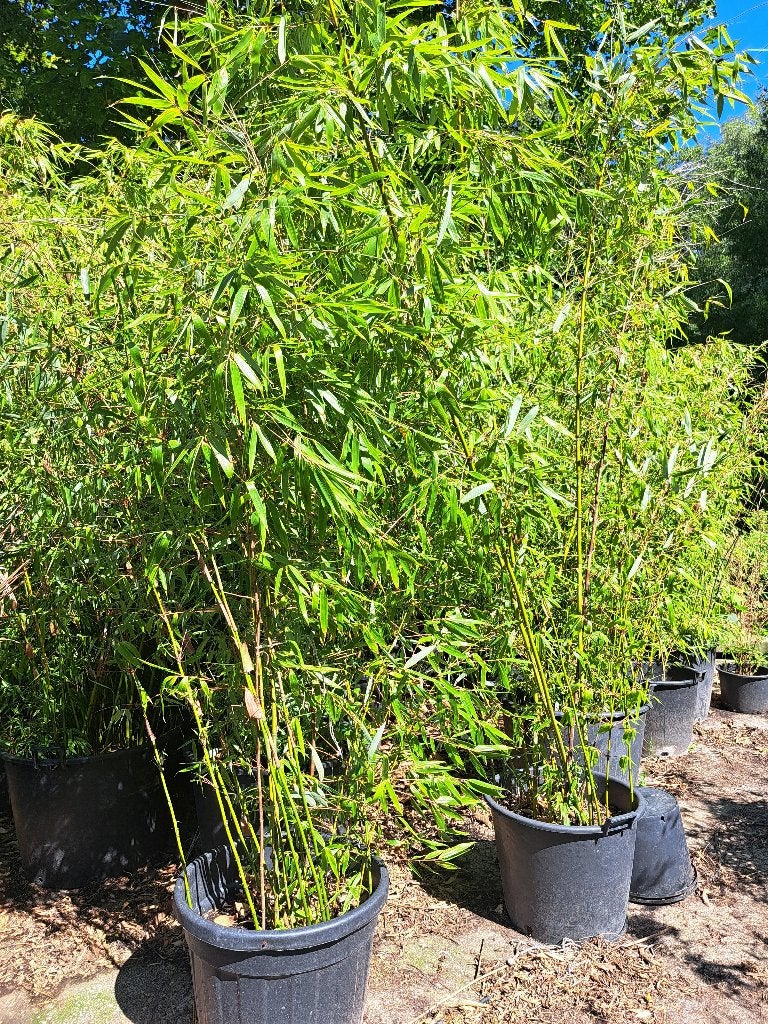 Bamboe diverse soorten!, Vaste plant, Bloeit niet, Halfschaduw, Ophalen