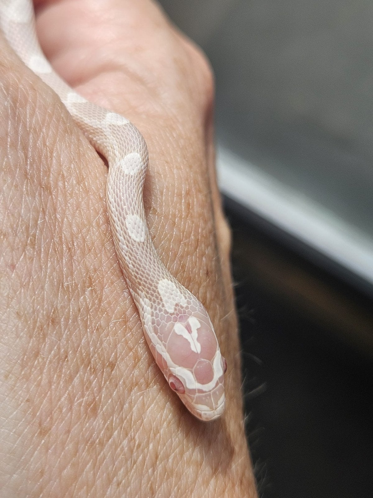 Prachtige jonge rattenslangen | 9 beschikbaar | Rat Snake - unknown for sale from D. van Helvoirt
