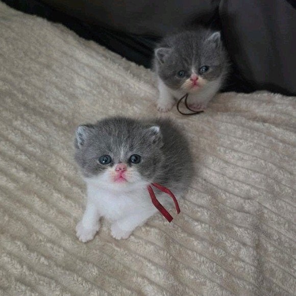 perzische langhaar x britse korthaar kittens., Meerdere dieren, Gechipt, 0 tot 2 jaar