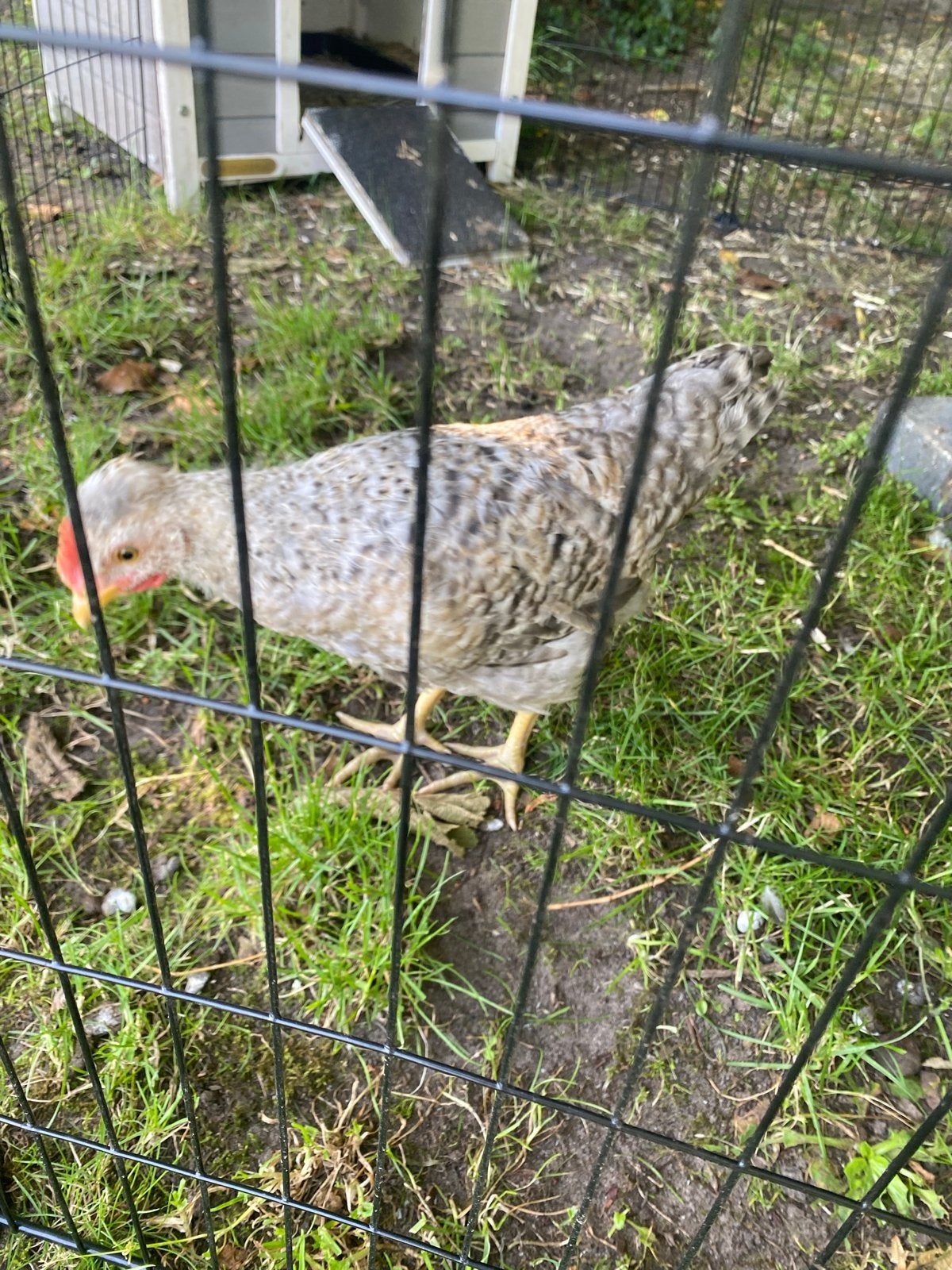 GRATIS Jonge hanen, Dieren en Toebehoren, Mannelijk, Kip