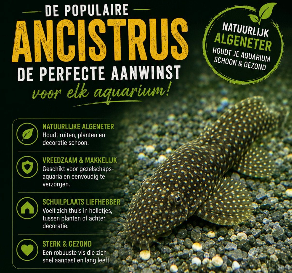 Te koop 2 jonge Ancistrussen algeneters, Dieren en Toebehoren, Vis