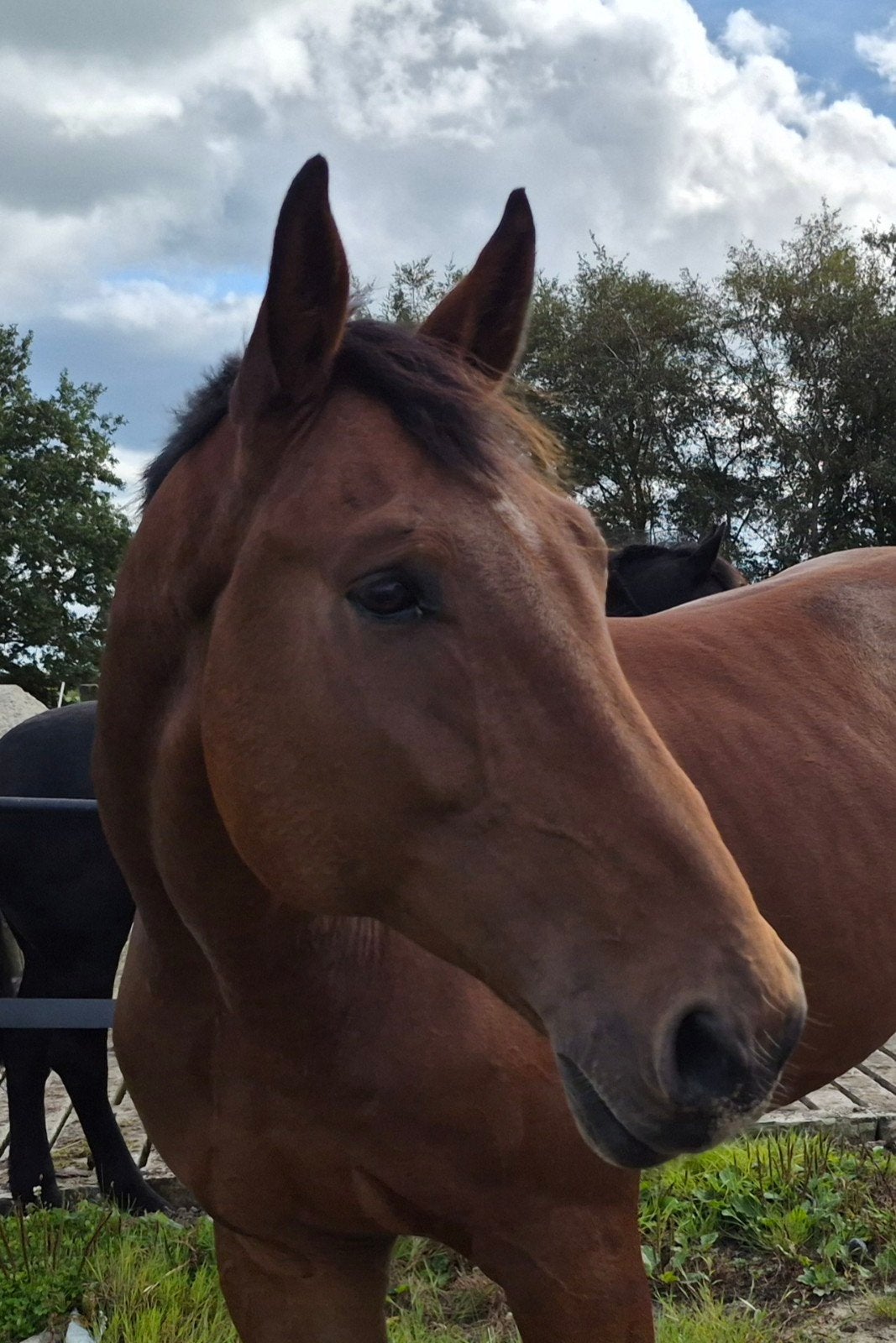 Weidemaatje 8 jarige ruin Oldenburg springpaard 1.75 RUILEN, Dieren en Toebehoren, 175 cm of meer, Met stamboom, Ruin, Niet van toepassing