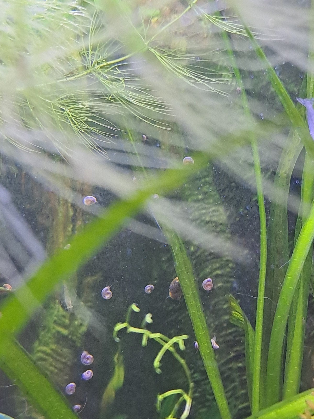 Slakken te koop uit tropisch aquarium, Slak of Weekdier