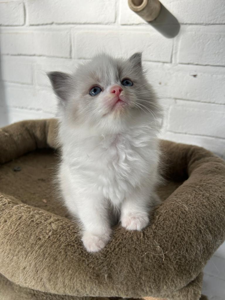 Zeer knappe ragdoll kittens, Meerdere dieren, Met stamboom