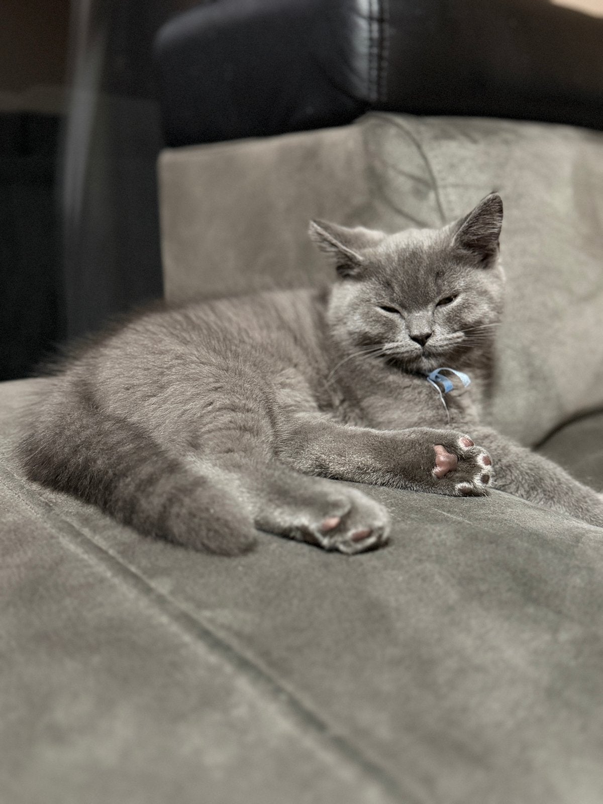 Britse korthaar kater kitten, Kater, Kortharig, 0 tot 2 jaar