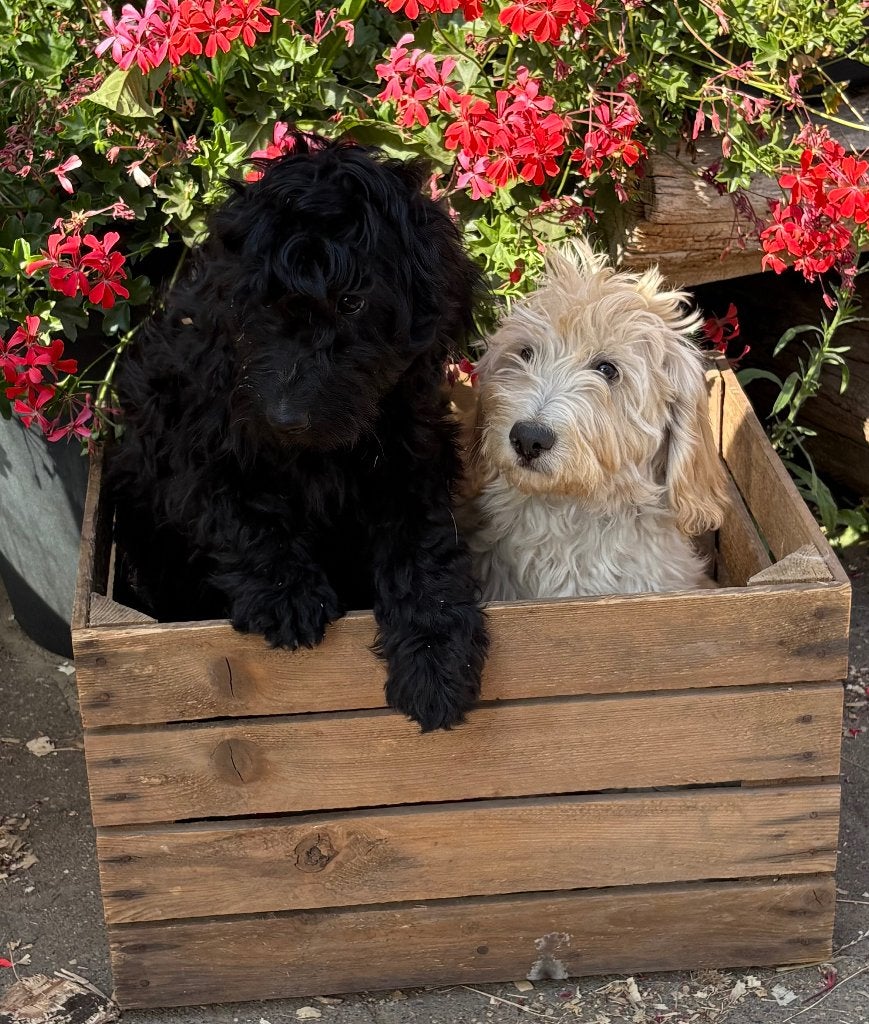 Labradoodle pups, Parvo, Overige rassen, 8 tot 15 weken, Meerdere