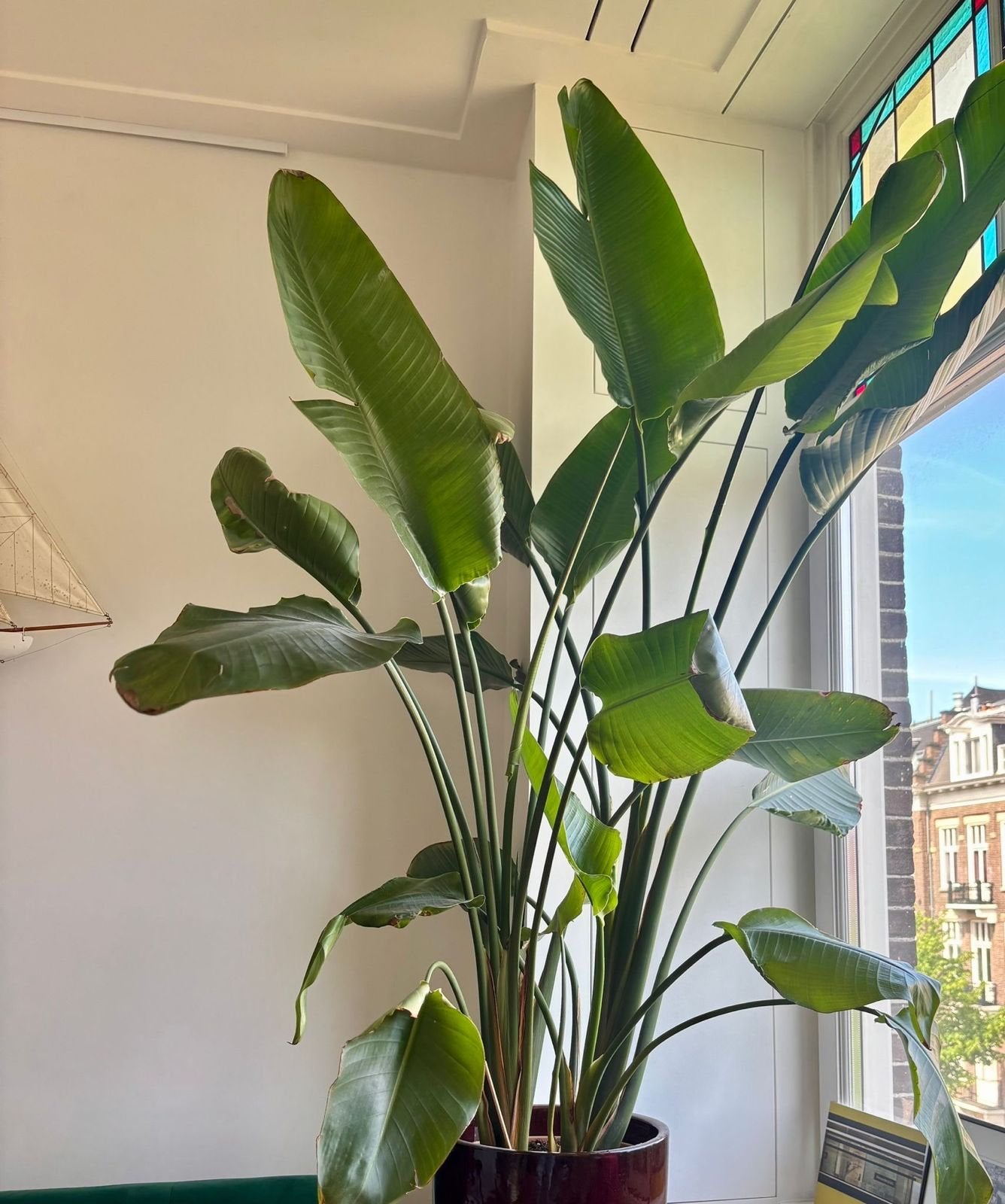 Strelitzia Nicolai, Overige soorten, Ophalen of Verzenden, In pot, 150 tot 200 cm