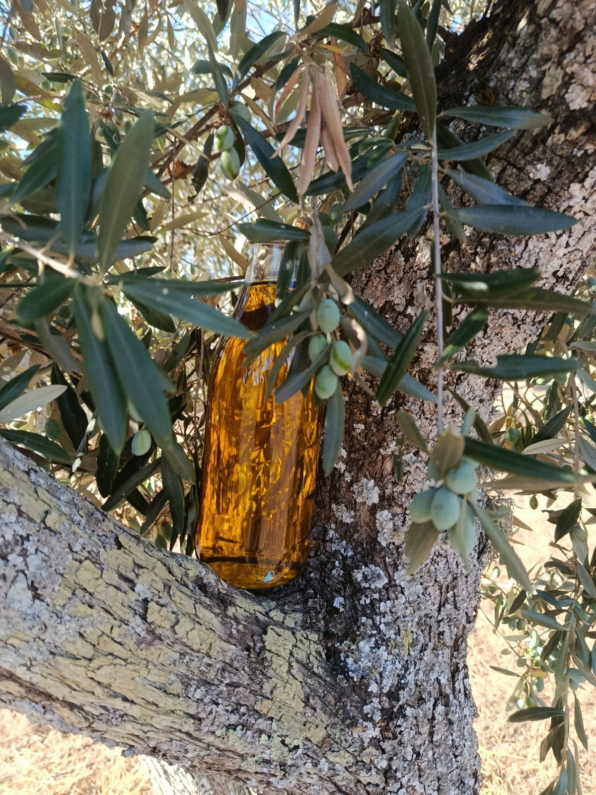 Portugese olijfolie 1 en 5 liter, Ophalen of Verzenden