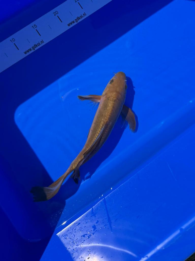 Chagoi Butterfly koi, Karper of Koi