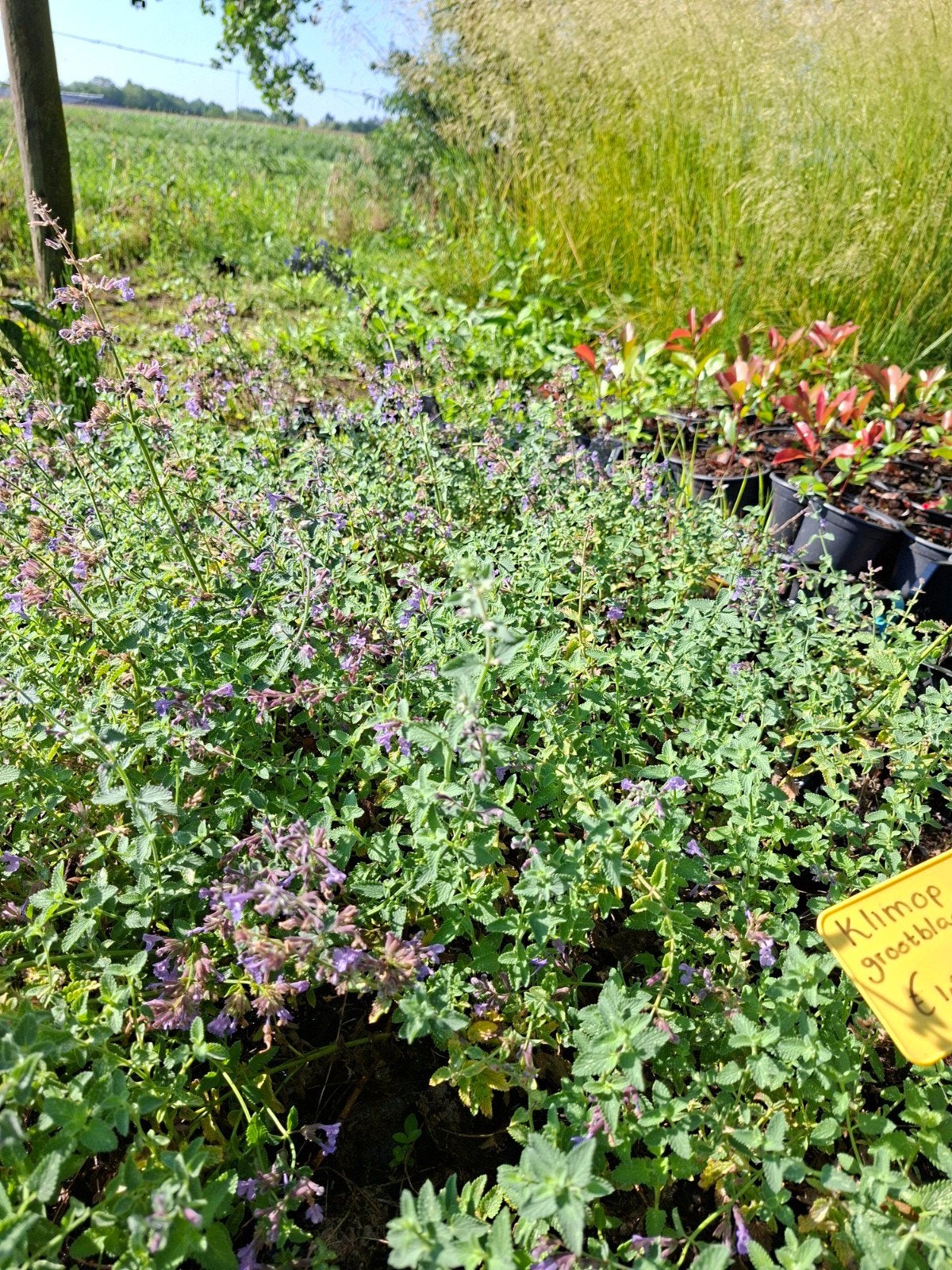 bodembedekkers en vaste planten, zaterdags open tussen 9-12, Ophalen of Verzenden, Vaste plant, Overige soorten, Volle zon