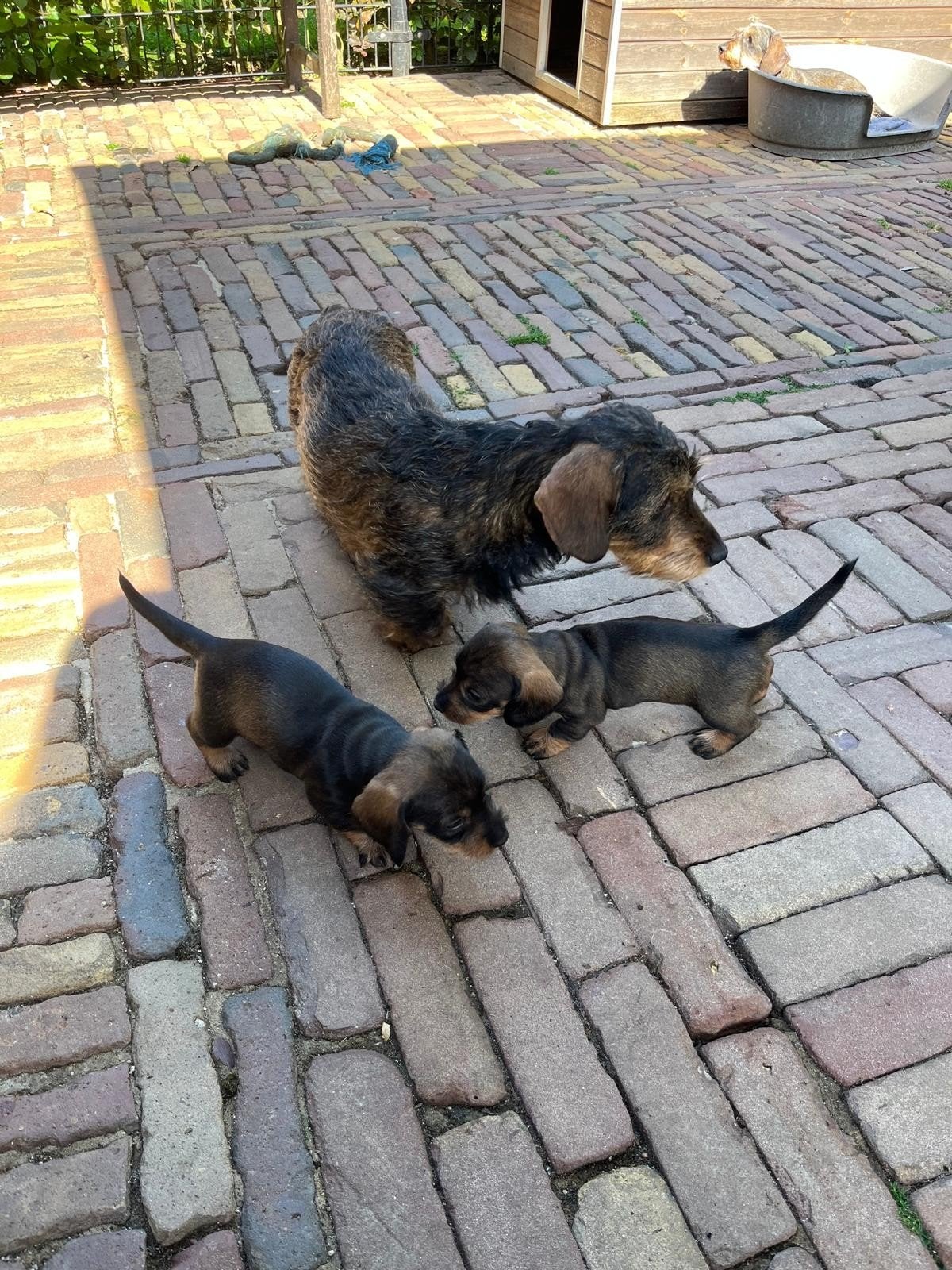 Ruwharige teckelpup's pup ruwhaar teckel, Dieren en Toebehoren, Standaard, 8 tot 15 weken, Meerdere, Meerdere dieren