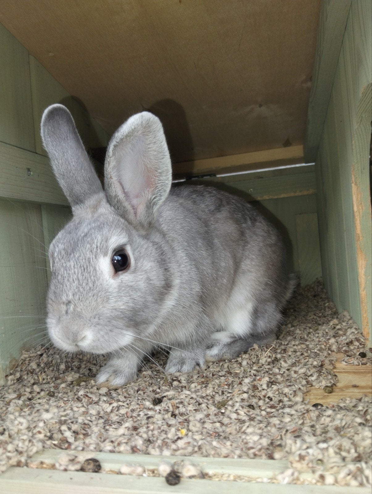 2 fok konijnen, Dieren en Toebehoren, Konijnen, Meerdere dieren