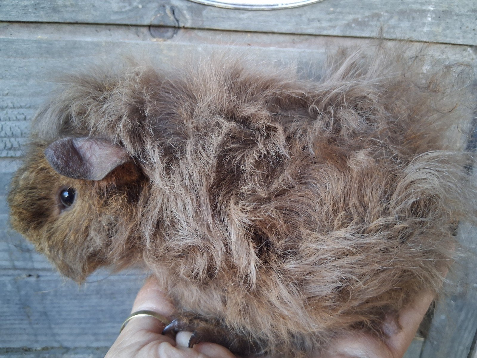 TK 2 mooie baby lunkarya beertjes, Dieren en Toebehoren, Knaagdieren, Mei, Mannelijk, Cavia